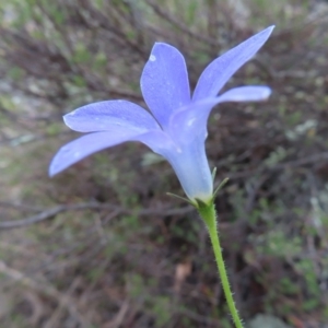 Wahlenbergia stricta subsp. stricta at Paddys River, ACT - 6 May 2023