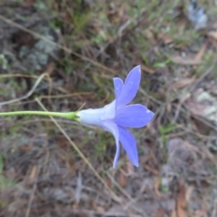 Wahlenbergia stricta subsp. stricta at Paddys River, ACT - 6 May 2023