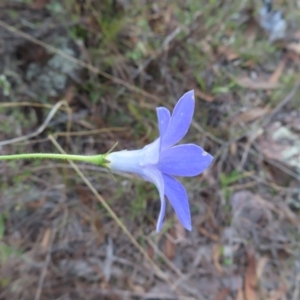 Wahlenbergia stricta subsp. stricta at Paddys River, ACT - 6 May 2023