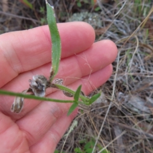 Wahlenbergia stricta subsp. stricta at Paddys River, ACT - 6 May 2023