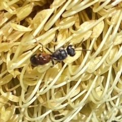 Hylaeus (Prosopisteron) littleri (Hylaeine colletid bee) at Burradoo, NSW - 5 May 2023 by GlossyGal