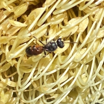 Hylaeus (Prosopisteron) littleri (Hylaeine colletid bee) at Burradoo, NSW - 5 May 2023 by GlossyGal