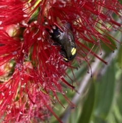 Hylaeus (Hylaeorhiza) nubilosus (A yellow-spotted masked bee) at Burradoo, NSW - 5 May 2023 by GlossyGal