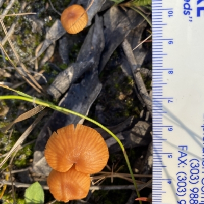 Unidentified Cap on a stem; gills below cap [mushrooms or mushroom-like] at High Range, NSW - 5 May 2023 by GlossyGal