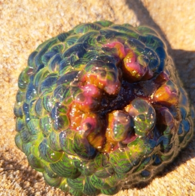 Unidentified Anemone / Jellyfish / Comb jellies (Cnidaria, Ctenophora) at Peterborough, VIC - 24 Apr 2023 by cmck