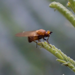 Lauxaniidae (family) (Unidentified lauxaniid fly) at Tennent, ACT - 4 Feb 2023 by KorinneM