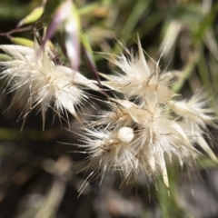 Rytidosperma (genus) (Wallaby Grass) at Michelago, NSW - 10 Nov 2020 by Illilanga