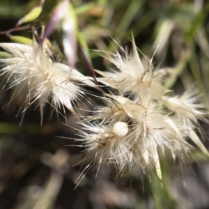 Rytidosperma sp. at Michelago, NSW - 10 Nov 2020