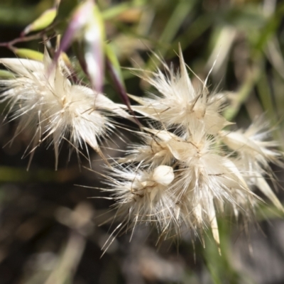 Rytidosperma sp. (Wallaby Grass) at Michelago, NSW - 10 Nov 2020 by Illilanga