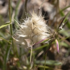 Rytidosperma sp. at Michelago, NSW - 10 Nov 2020