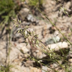 Rytidosperma sp. at Michelago, NSW - 10 Nov 2020