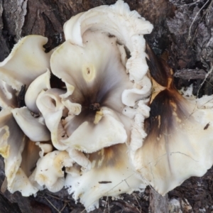 Omphalotus nidiformis at Aranda, ACT - 7 May 2023