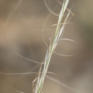 Austrostipa scabra subsp. falcata at Michelago, NSW - 30 Dec 2018