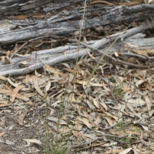 Austrostipa scabra subsp. falcata at Michelago, NSW - 30 Dec 2018