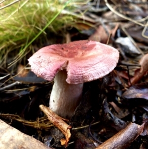 Russula 'purpureoflava group' at suppressed - 7 May 2023