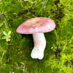 Russula 'purpureoflava group' at suppressed - 7 May 2023