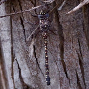 Austroaeschna multipunctata at Cotter River, ACT - 4 Feb 2023 04:23 PM