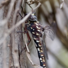 Austroaeschna multipunctata at Cotter River, ACT - 4 Feb 2023 04:23 PM