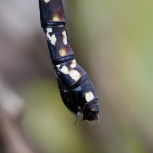 Austroaeschna multipunctata at Cotter River, ACT - 4 Feb 2023 04:23 PM