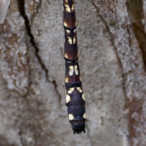 Austroaeschna multipunctata at Cotter River, ACT - 4 Feb 2023