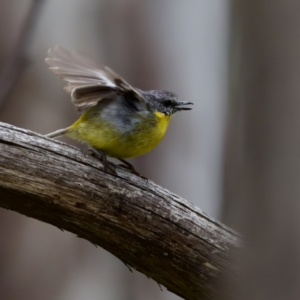 Eopsaltria australis at Tennent, ACT - 4 Feb 2023 03:10 PM