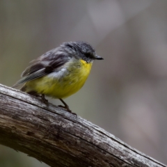 Eopsaltria australis at Tennent, ACT - 4 Feb 2023 03:10 PM