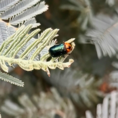 Aporocera (Aporocera) consors (A leaf beetle) at Cotter River, ACT - 4 Feb 2023 by KorinneM