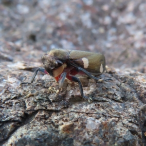 Eurymela distincta at Paddys River, ACT - 6 May 2023