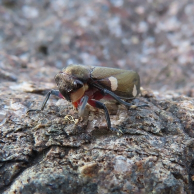 Eurymela distincta (Gumtree leafhopper) at Paddys River, ACT - 6 May 2023 by MatthewFrawley