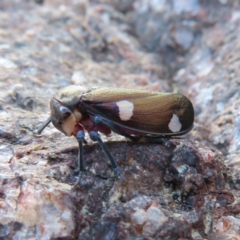 Eurymela distincta at Paddys River, ACT - 6 May 2023