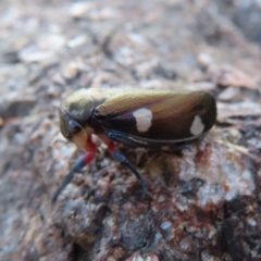 Eurymela distincta at Paddys River, ACT - 6 May 2023