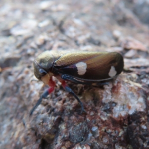 Eurymela distincta at Paddys River, ACT - 6 May 2023