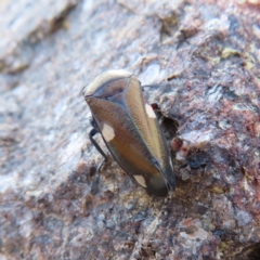 Eurymela distincta at Paddys River, ACT - 6 May 2023