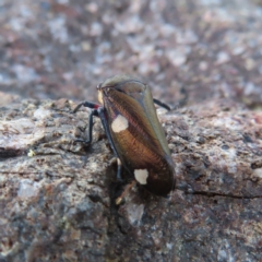 Eurymela distincta at Paddys River, ACT - 6 May 2023