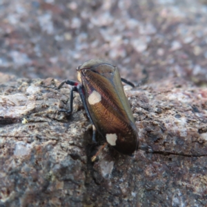 Eurymela distincta at Paddys River, ACT - 6 May 2023