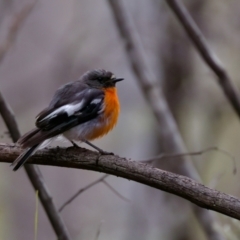 Petroica phoenicea (Flame Robin) at Namadgi National Park - 4 Feb 2023 by KorinneM