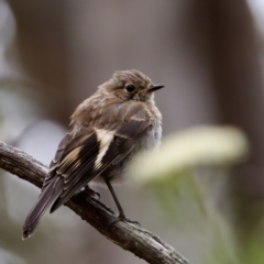 Petroica boodang at Cotter River, ACT - 4 Feb 2023 05:02 PM