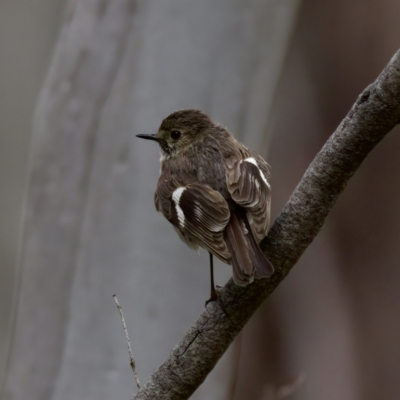 Petroica phoenicea (Flame Robin) at Namadgi National Park - 4 Feb 2023 by KorinneM