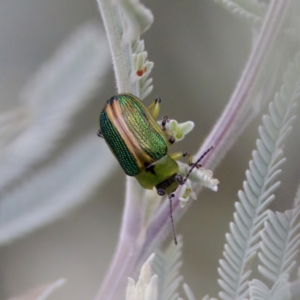 Calomela bartoni at Cotter River, ACT - 4 Feb 2023 05:38 PM