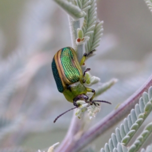 Calomela bartoni at Cotter River, ACT - 4 Feb 2023 05:38 PM