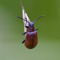 Ecnolagria grandis (Honeybrown beetle) at Gibraltar Pines - 4 Feb 2023 by KorinneM
