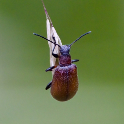 Ecnolagria grandis (Honeybrown beetle) at Gibraltar Pines - 4 Feb 2023 by KorinneM