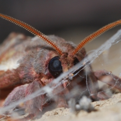 Oxycanus dirempta (Variable Oxycanus) at Stirling, ACT - 6 May 2023 by Harrisi