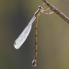 Synlestes weyersii tillyardi at High Range, NSW - 5 May 2023 by Curiosity