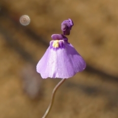 Utricularia dichotoma (Fairy Aprons, Purple Bladderwort) at High Range, NSW - 5 May 2023 by Curiosity