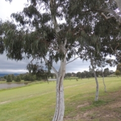 Eucalyptus mannifera (Brittle Gum) at Gordon, ACT - 12 Nov 2022 by MichaelBedingfield