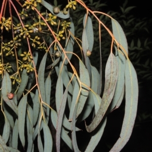 Eucalyptus mannifera at Point Hut Pond - 12 Nov 2022 07:43 PM