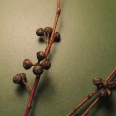 Eucalyptus mannifera at Point Hut Pond - 12 Nov 2022 07:43 PM