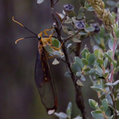 Nymphes myrmeleonoides (Blue eyes lacewing) at Cotter River, ACT - 4 Feb 2023 by KorinneM