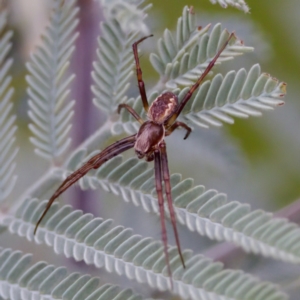 Salsa fuliginata at Cotter River, ACT - 4 Feb 2023 05:38 PM